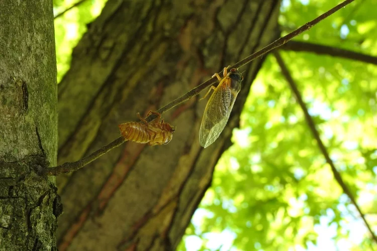 Getting Rid of Insects to Start Winterizing Your Shed