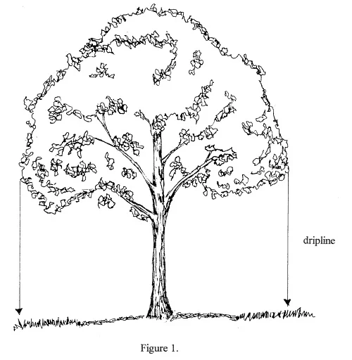 The dripline can be determined by dropping an imaginary line from the outermost leaves to the ground