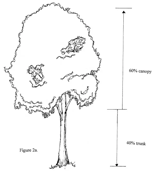A healthy tree has 60% canopy to 40% trunk