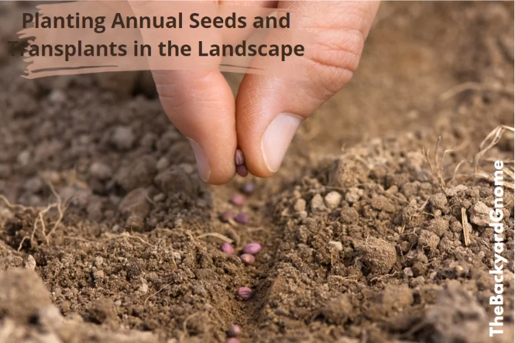 Planting Annual Seeds and Transplants in the Landscape
