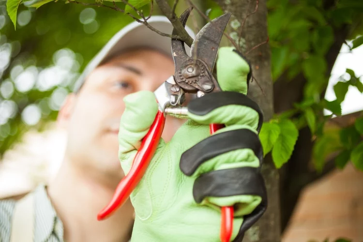 Prune trees for winterizing