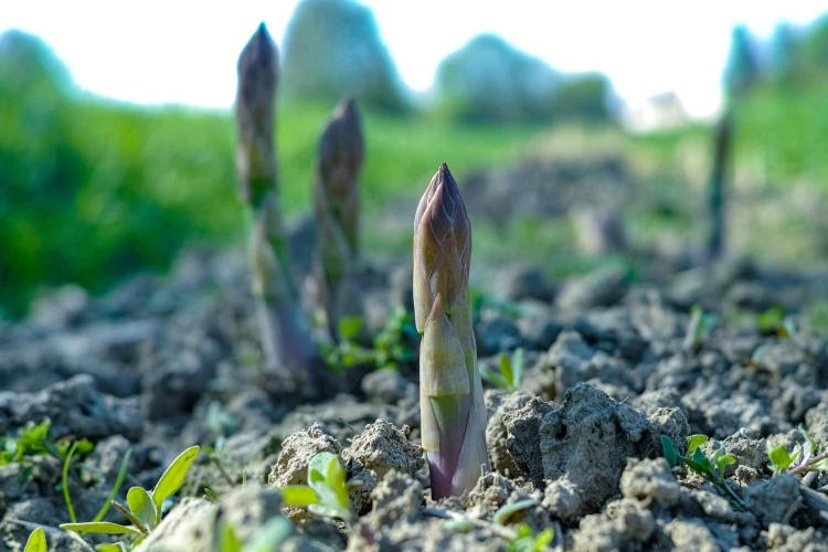 The First Gardens Were Used for Growing Crops to Sustain Human Life