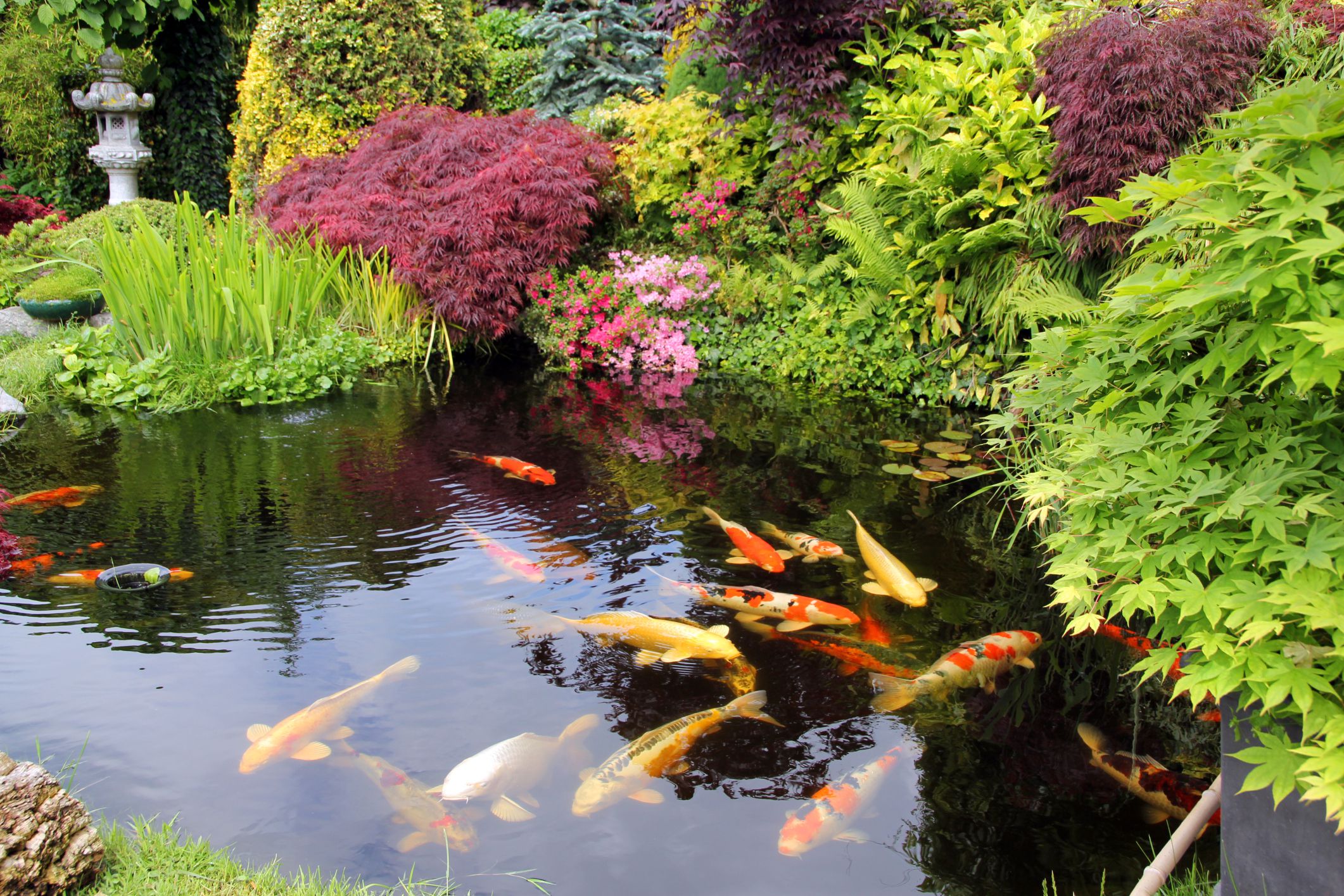 Best Location For A Garden Pond