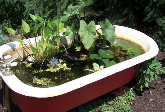 Old-bathtub-pond