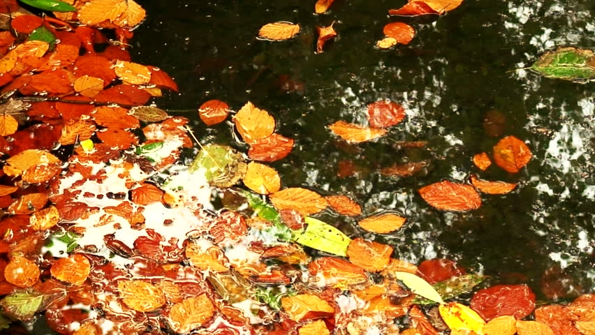 Pond Full Of Leaves