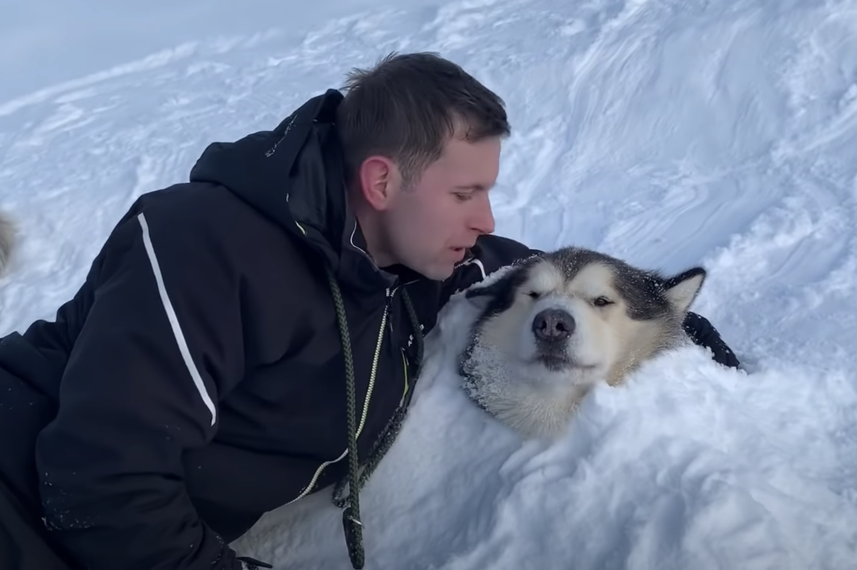 Dog Buried In Snow