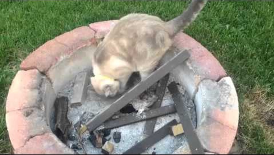 Cat Near Fire Pit