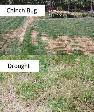 Chinch_bug_damage_vs_lawn_drought_damage