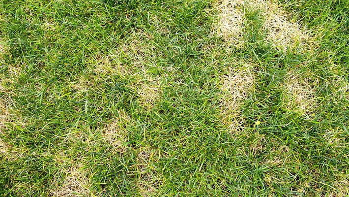 Lawn-st-augustine-brown-patch-chinch-bug-damage-710x400