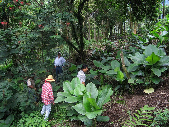 The History and Evolution of Gardens