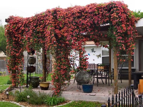 Crossvine on a Pergola