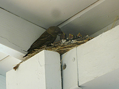 An alcove area for animals, birds, and insects