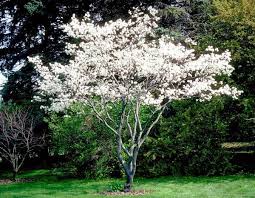 Downy Serviceberry Tree