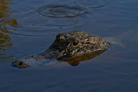 Friends Of Brazoria Wildlife Refuges 1