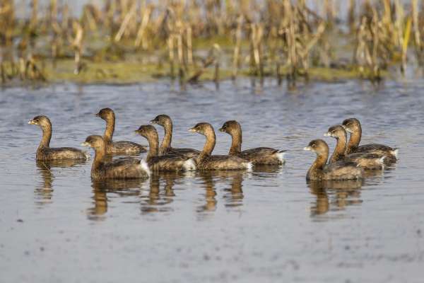 Friends Of Brazoria Wildlife Refuges