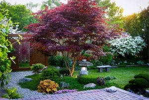 Japanese Bloodgood Maple