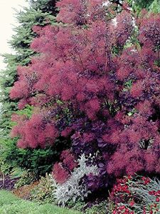 Purple Smoke Bush