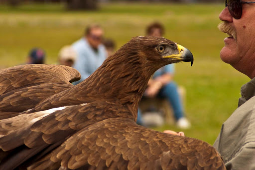 Brazoria Wildlife Refuge Birds Of Prey