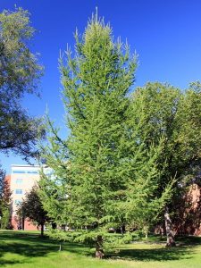 Larch Or Tamarack Tree