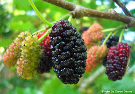 Mulberries