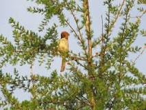 Ospreys And Bald Eagles Nest In Tamarack Trees