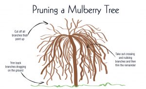 Pruning A Weeping Mulberry