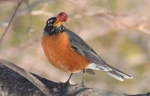 Robin Eating Black Cherry