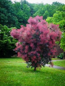 Royal Purple Smoke Tree