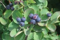 Serviceberry Or Juneberry