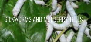 Silkworms On The Mulberry Tree