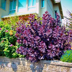 Smoke Bush