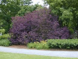 Smoke Bush Takes Over