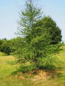 Tamarack:larch Tree On A Hillside