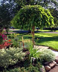 Weeping Mulberry Tree