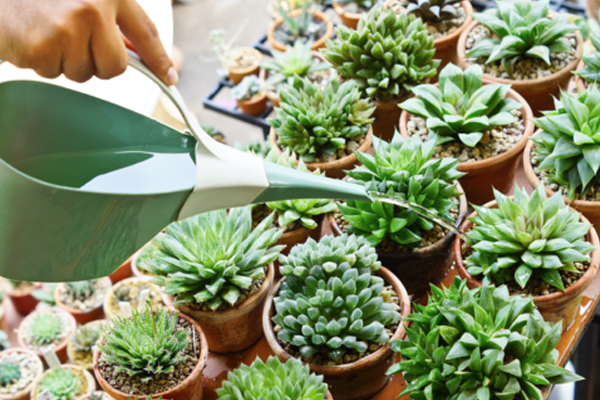 How To Water Succulents