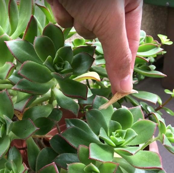 The Complete Guide To Succulent Care