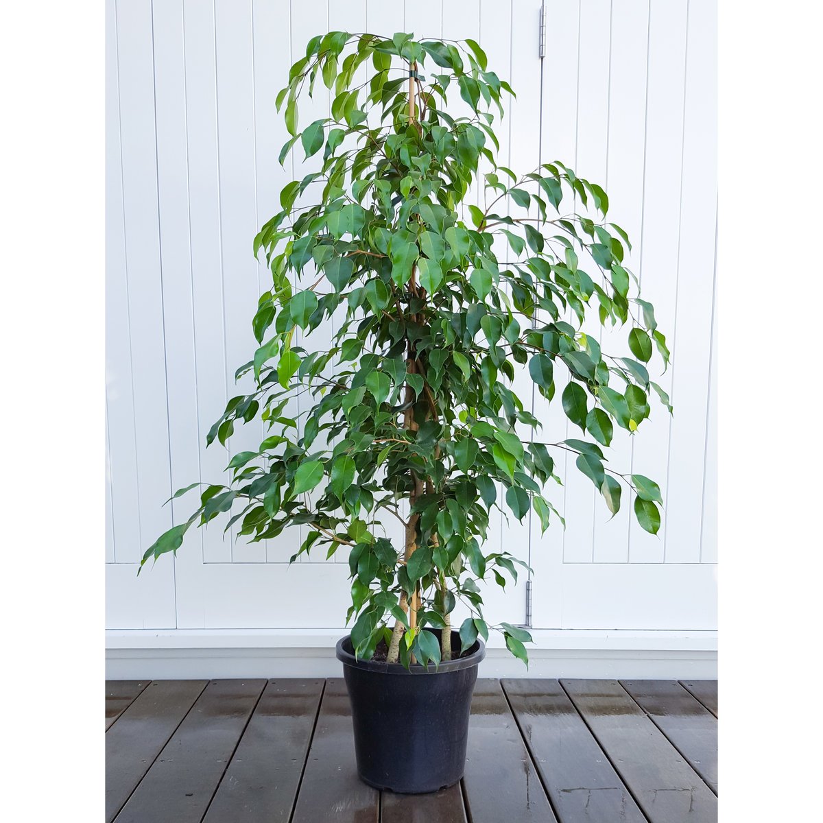 Ficus Benjamina