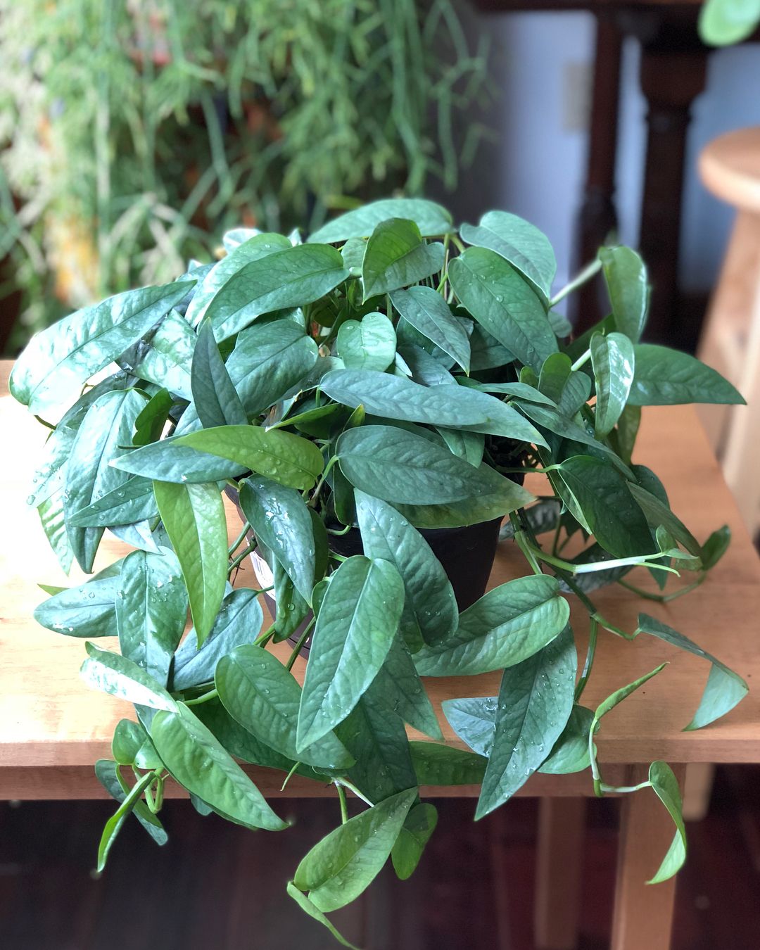 Cebu Blue Pothos