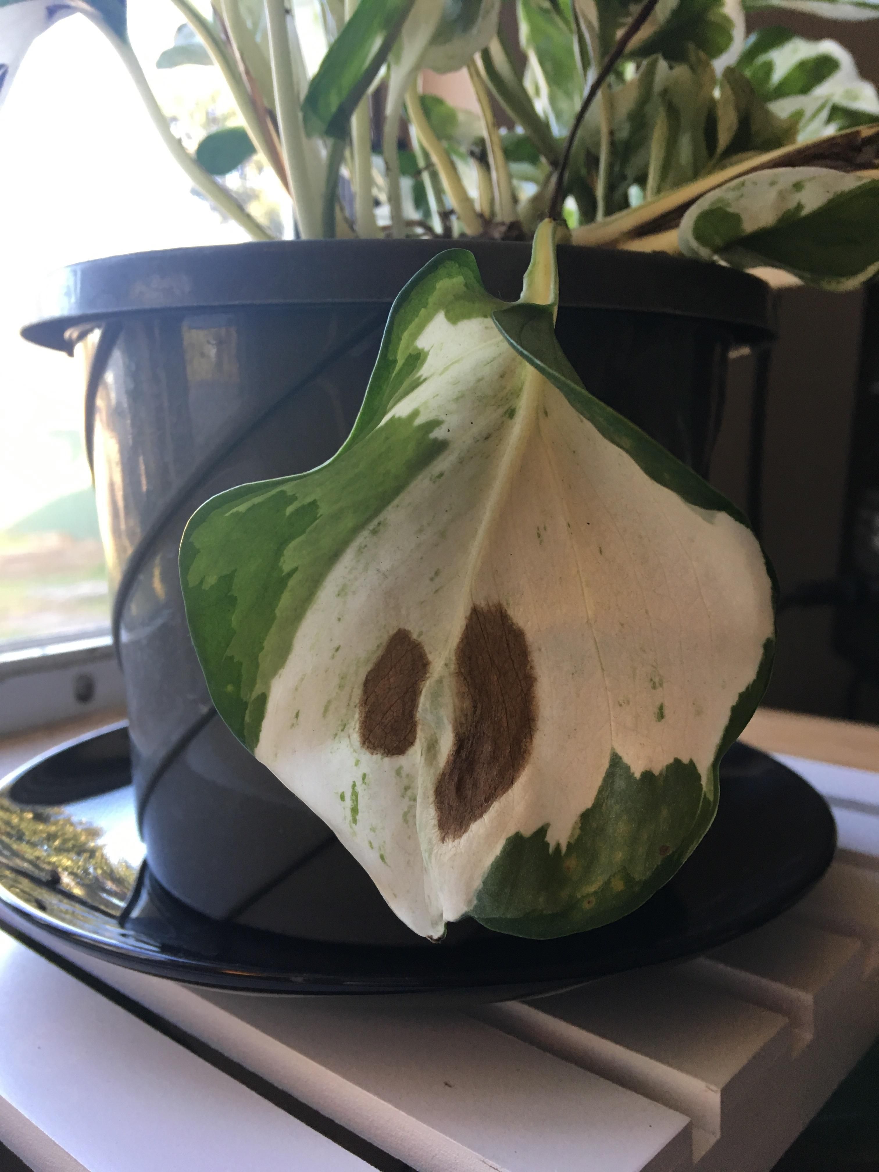 Dying Pothos