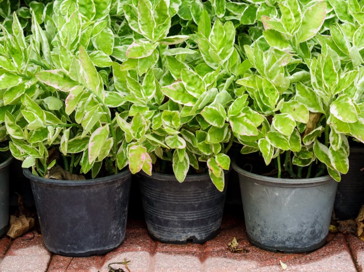 Golden Pothos Plants