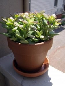 Jade Plant