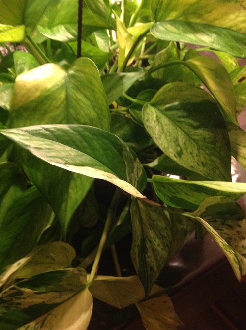 Jessenia Pothos Plant