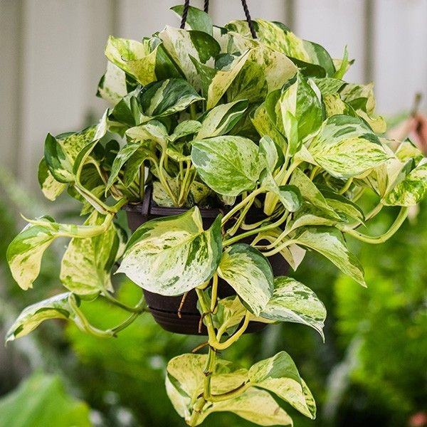 Manjula Pothos