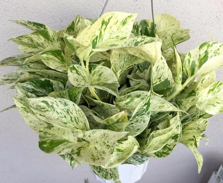 Marble Queen Pothos Plant