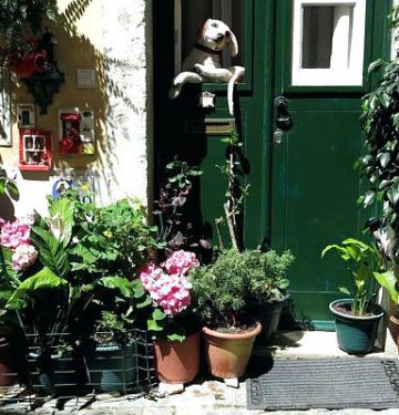moving-house-plants-guide-to-moving-house-plants-moving-houseplants-outside-summer-moving-houseplants-outside