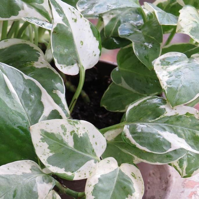 Pearls And Jade Pothos