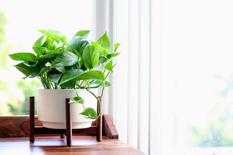 Pothos Plant Light Requirements