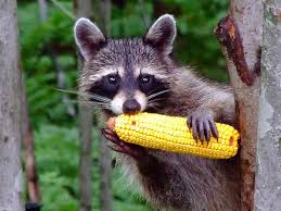 Raccoon At Compost