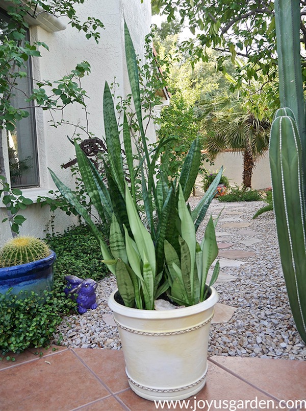 Snake Plant