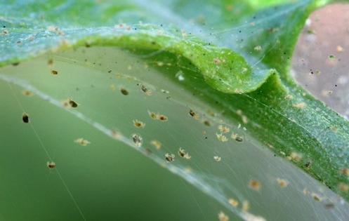 Spider Mites